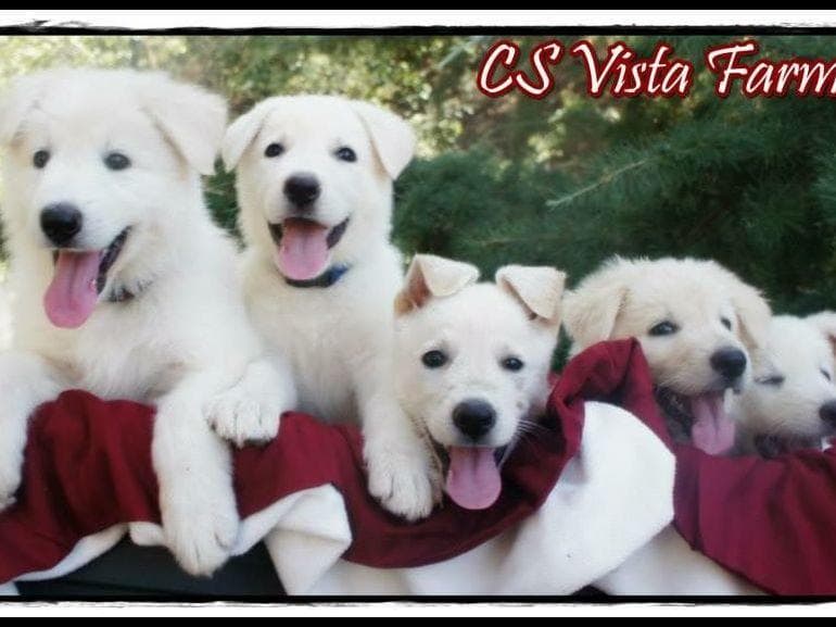 AKC WHITE German Shepherd Pups- Family & Farm raised- Health Tested breeder image 15