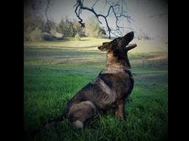 AKC WHITE German Shepherd Pups- Family & Farm raised- Health Tested breeder image 14