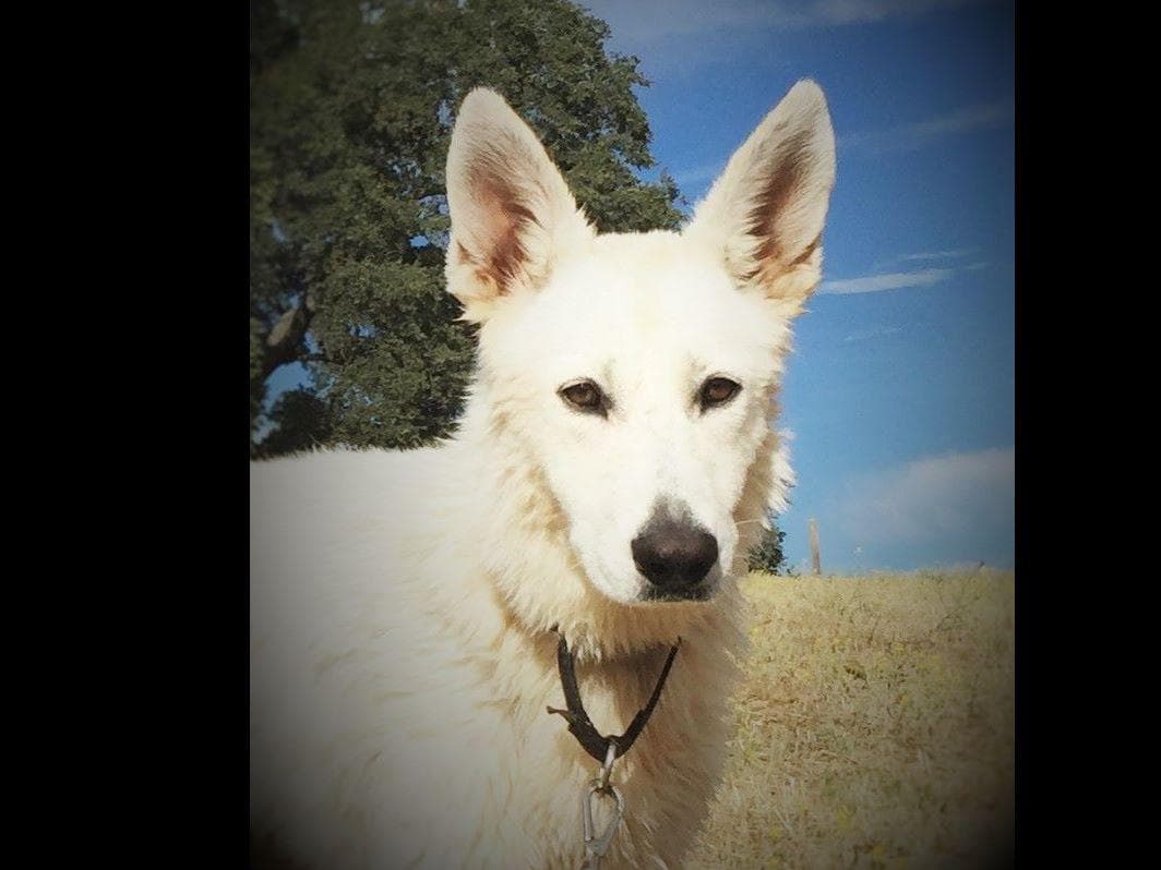 AKC WHITE German Shepherd Pups- Family & Farm raised- Health Tested breeder image 12