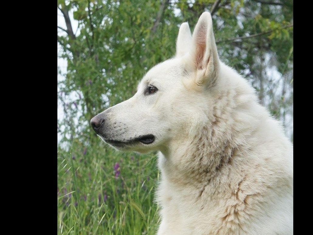 AKC WHITE German Shepherd Pups- Family & Farm raised- Health Tested breeder image 11