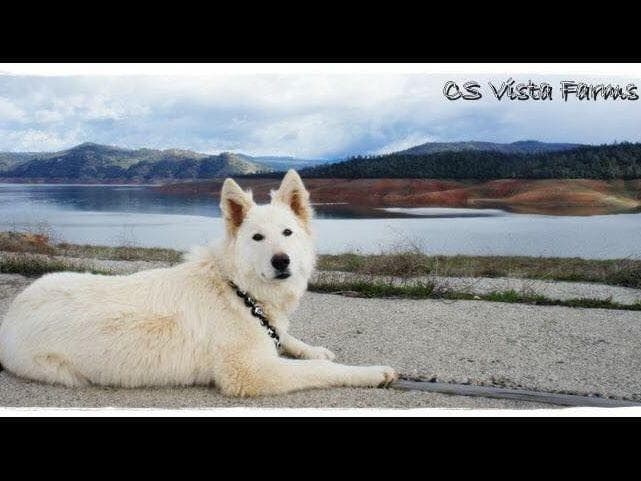 AKC WHITE German Shepherd Pups- Family & Farm raised- Health Tested breeder image 9