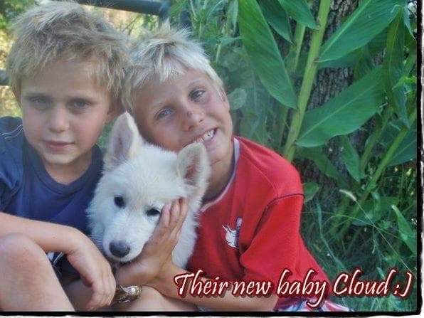 AKC WHITE German Shepherd Pups- Family & Farm raised- Health Tested breeder image 7