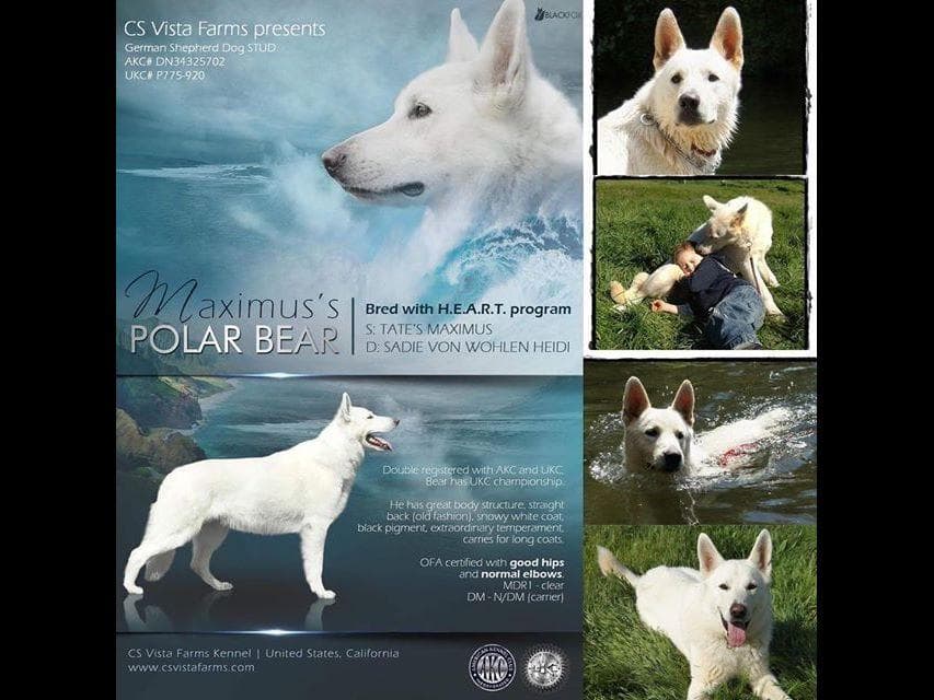 AKC WHITE German Shepherd Pups- Family & Farm raised- Health Tested breeder image 6