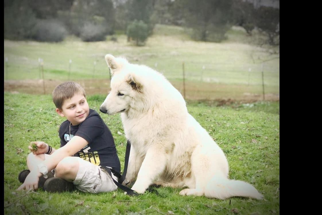 AKC WHITE German Shepherd Pups- Family & Farm raised- Health Tested breeder image 8