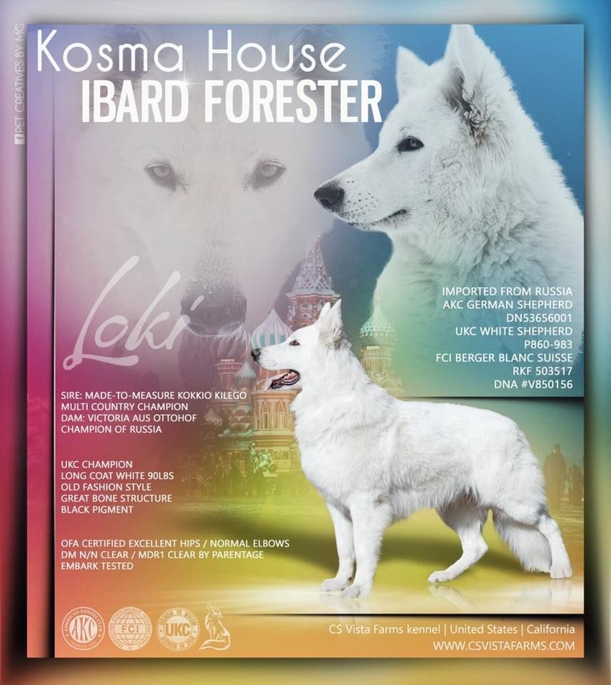 AKC WHITE German Shepherd Pups- Family & Farm raised- Health Tested breeder image 3