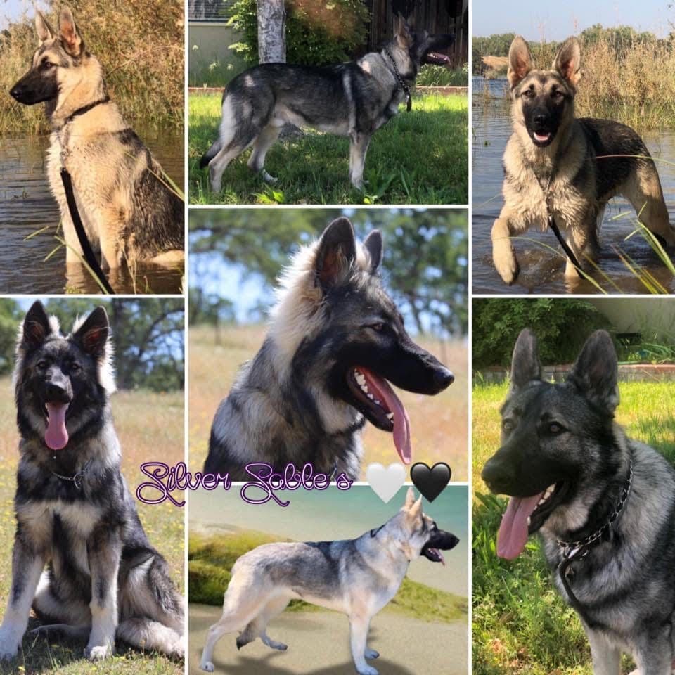 AKC WHITE German Shepherd Pups- Family & Farm raised- Health Tested breeder image 24