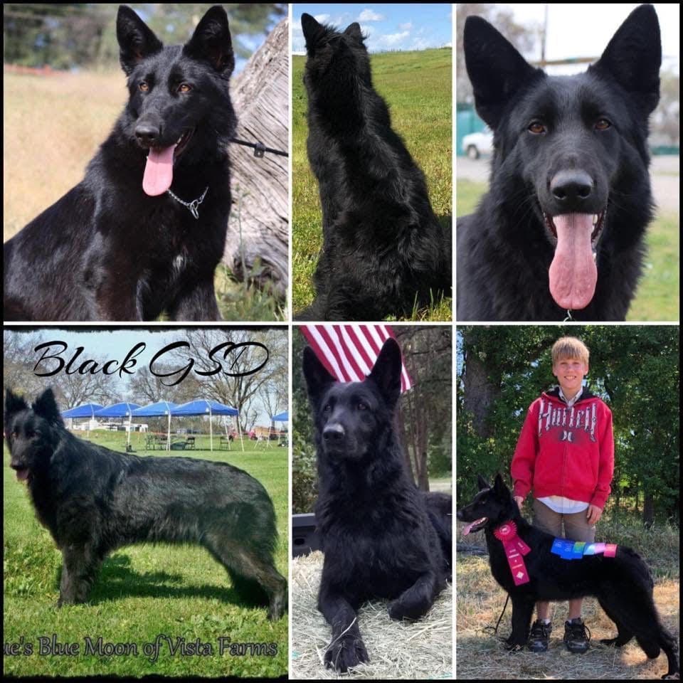 AKC WHITE German Shepherd Pups- Family & Farm raised- Health Tested breeder image 25