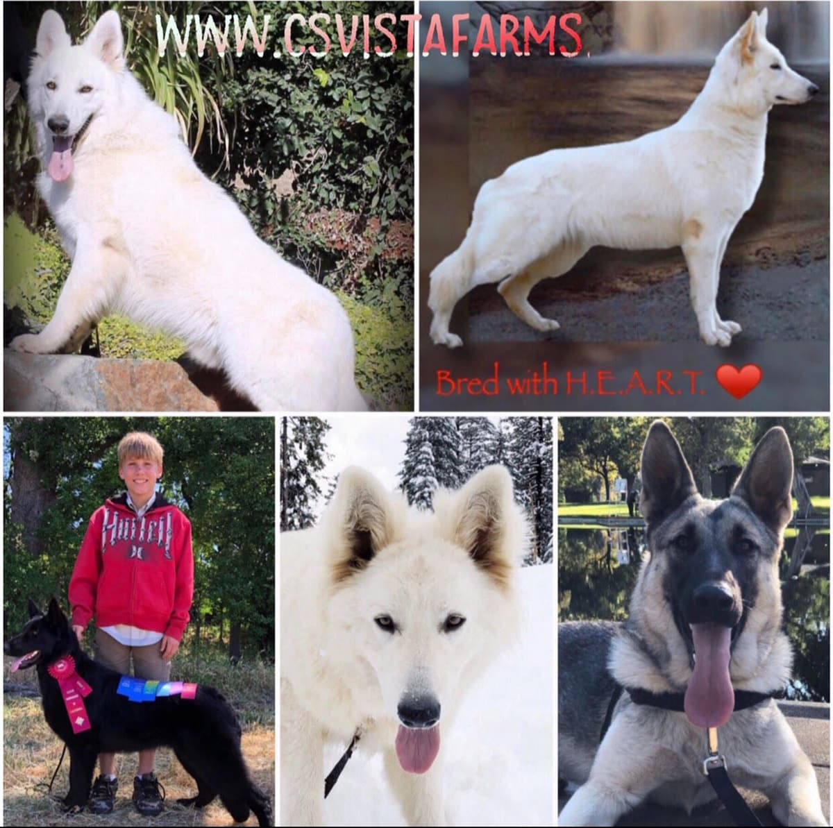 AKC WHITE German Shepherd Pups- Family & Farm raised- Health Tested breeder image 27