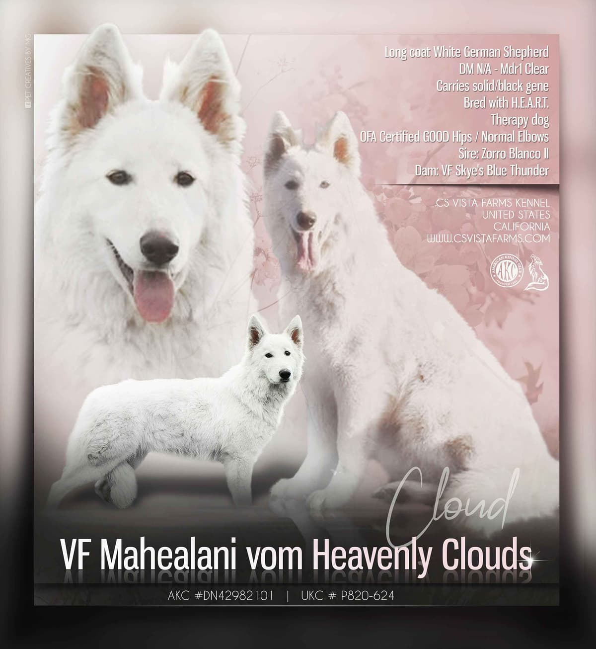 AKC WHITE German Shepherd Pups- Family & Farm raised- Health Tested breeder image 26