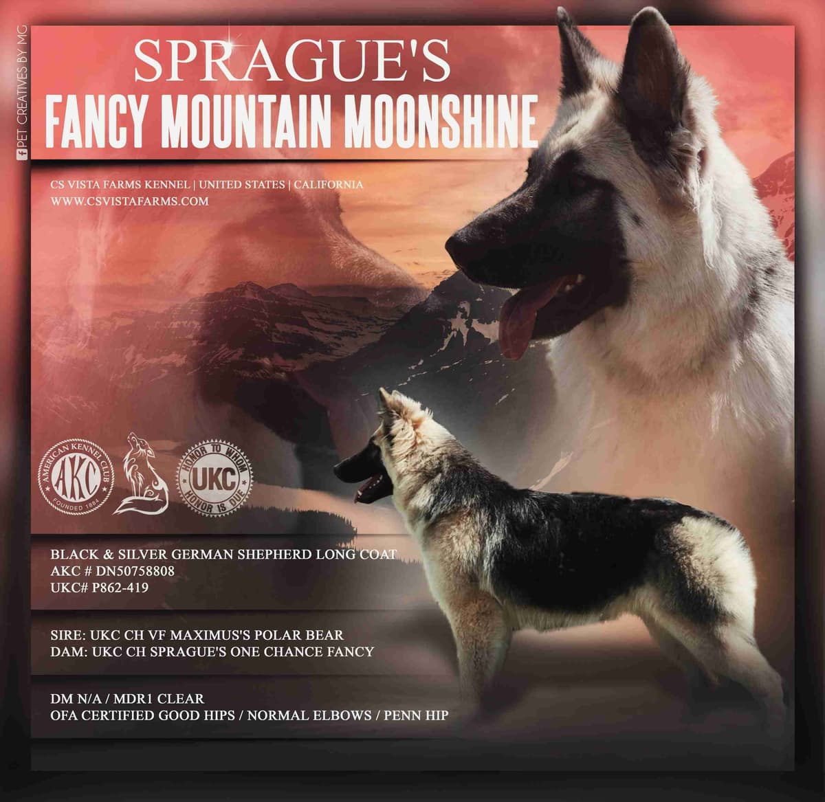 AKC WHITE German Shepherd Pups- Family & Farm raised- Health Tested breeder image 23