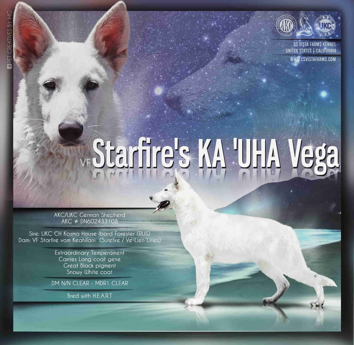 AKC WHITE German Shepherd Pups- Family & Farm raised- Health Tested breeder image 20