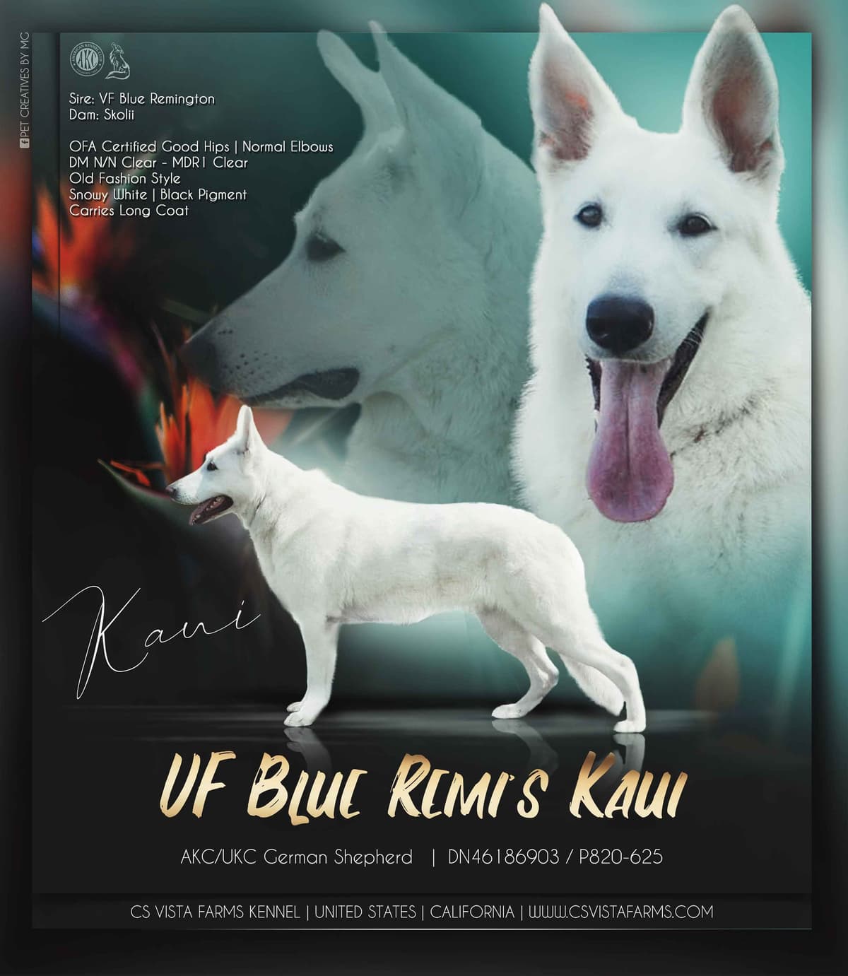 AKC WHITE German Shepherd Pups- Family & Farm raised- Health Tested breeder image 5