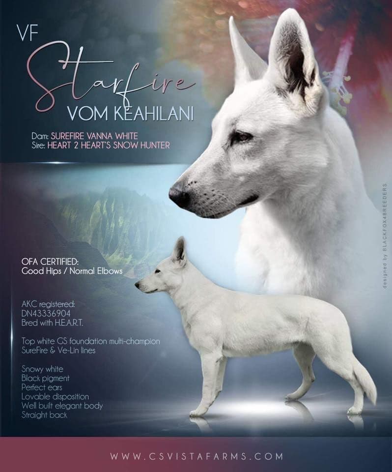 AKC WHITE German Shepherd Pups- Family & Farm raised- Health Tested breeder image 28