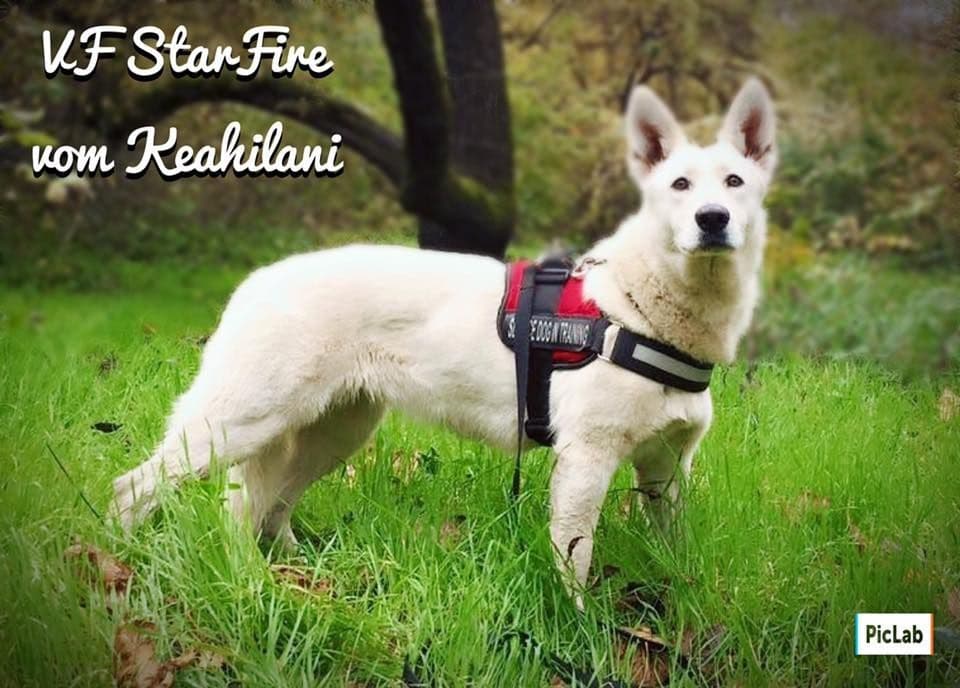 AKC WHITE German Shepherd Pups- Family & Farm raised- Health Tested breeder image 29