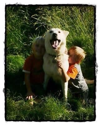 AKC WHITE German Shepherd Pups- Family & Farm raised- Health Tested breeder image 30
