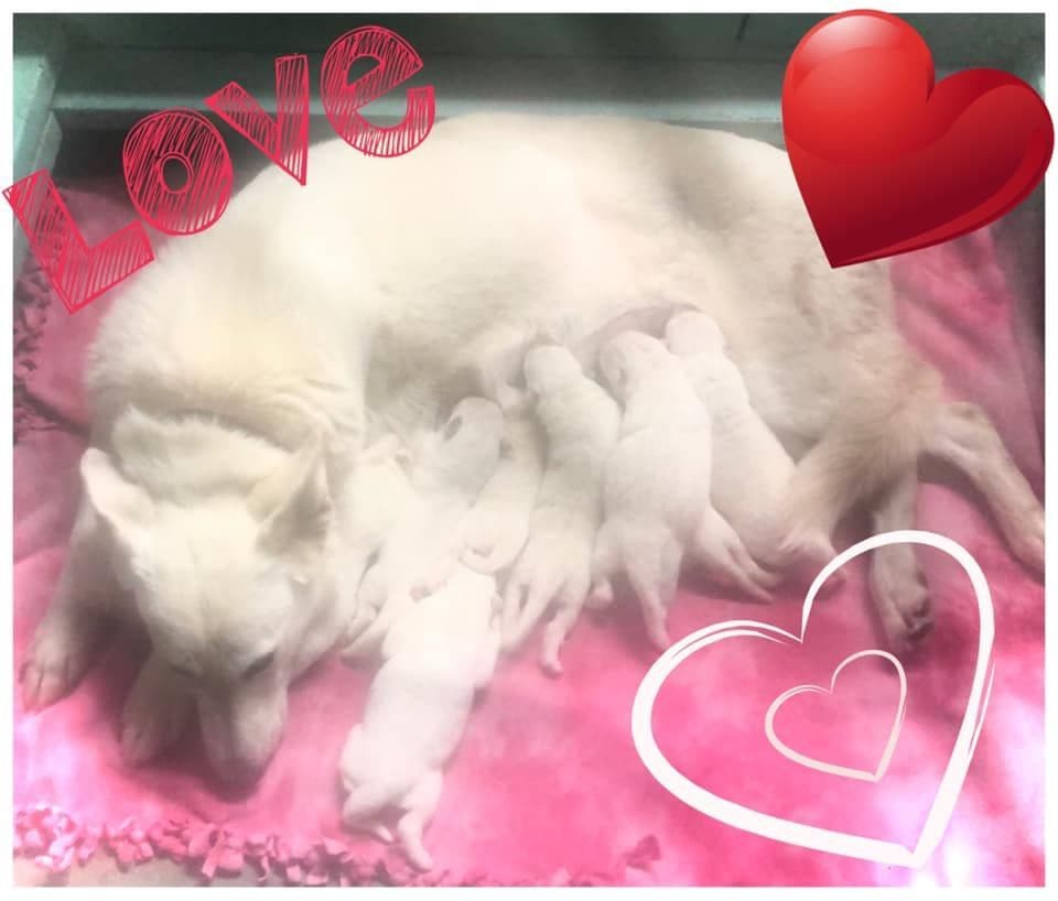 AKC WHITE German Shepherd Pups- Family & Farm raised- Health Tested breeder image 31