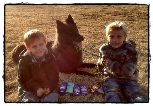 AKC WHITE German Shepherd Pups- Family & Farm raised- Health Tested breeder image 33