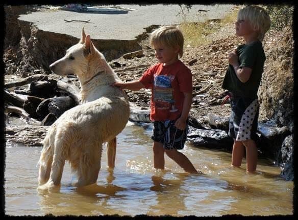AKC WHITE German Shepherd Pups- Family & Farm raised- Health Tested breeder image 35