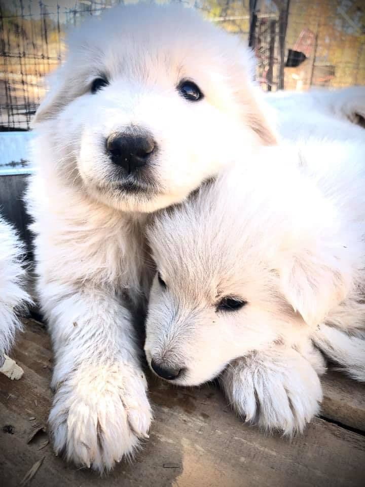 AKC WHITE German Shepherd Pups- Family & Farm raised- Health Tested breeder image 38