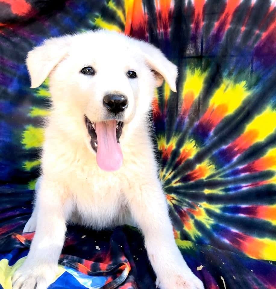 AKC WHITE German Shepherd Pups- Family & Farm raised- Health Tested breeder image 39
