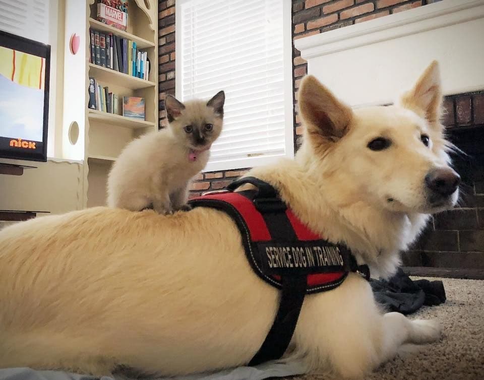 AKC WHITE German Shepherd Pups- Family & Farm raised- Health Tested breeder image 40