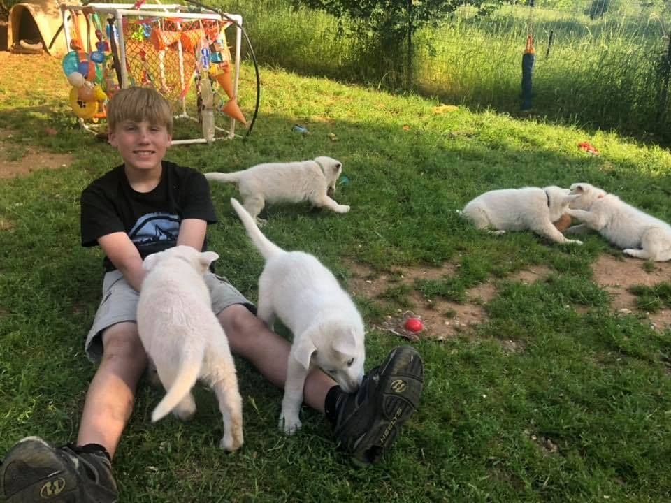 AKC WHITE German Shepherd Pups- Family & Farm raised- Health Tested breeder image 41