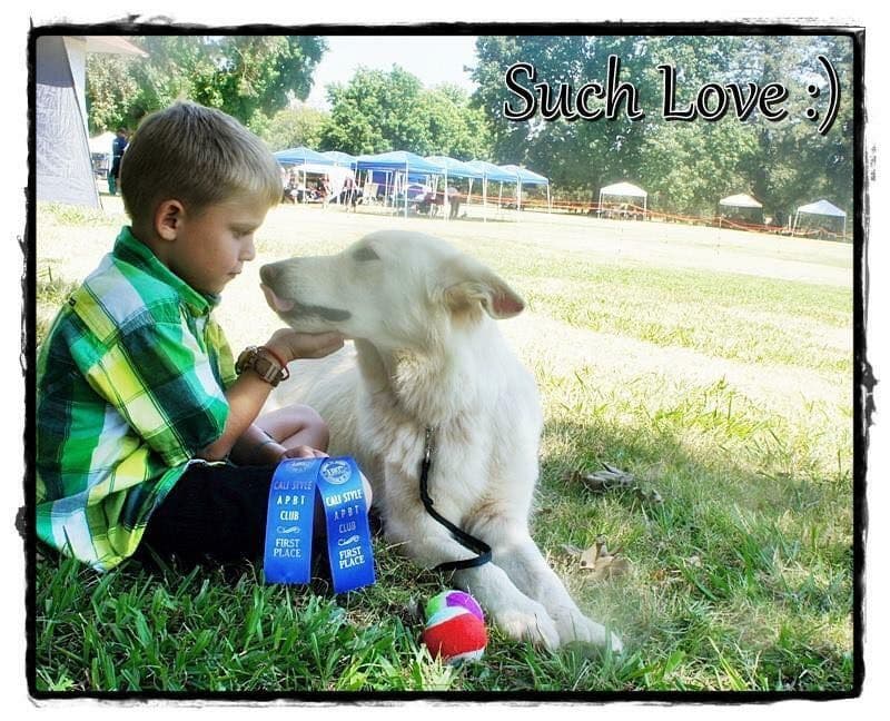 AKC WHITE German Shepherd Pups- Family & Farm raised- Health Tested breeder image 43