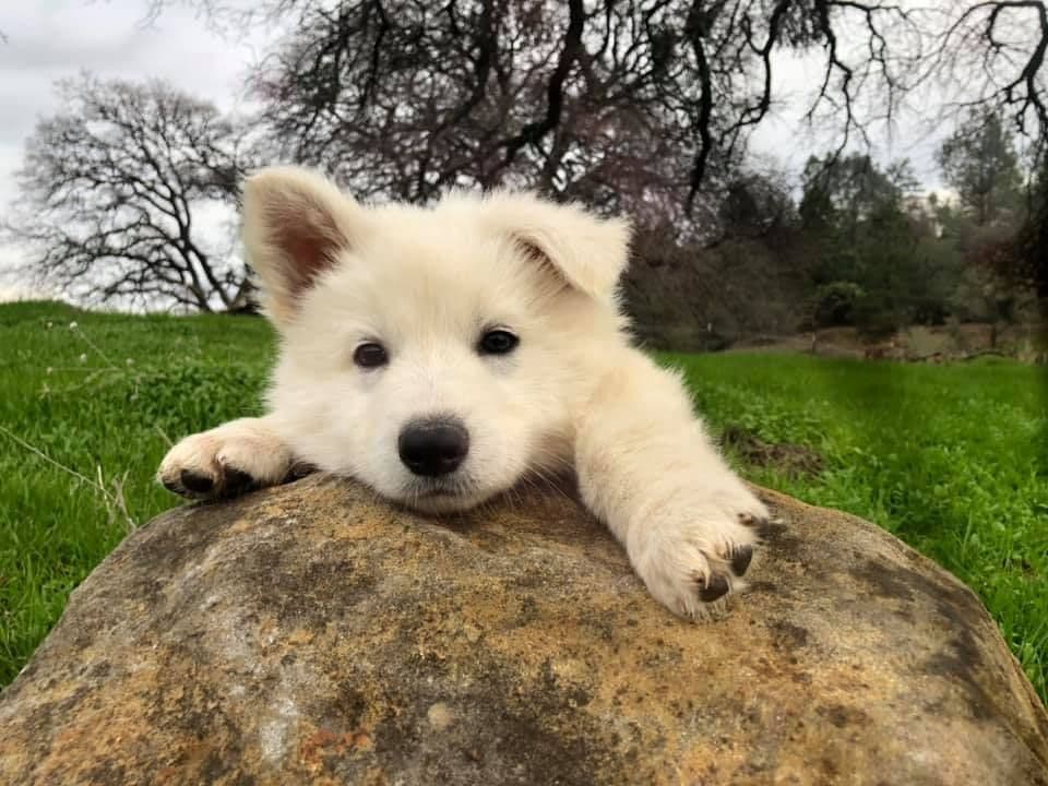 AKC WHITE German Shepherd Pups- Family & Farm raised- Health Tested breeder image 57