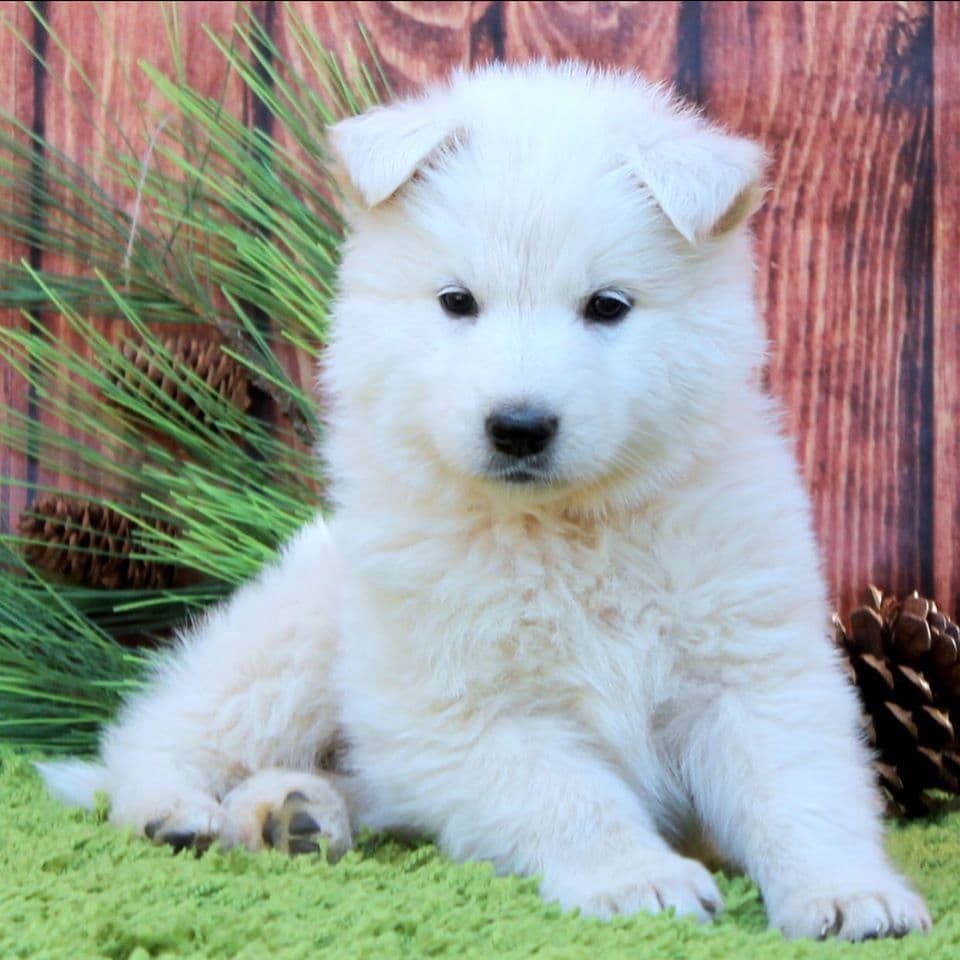 AKC WHITE German Shepherd Pups- Family & Farm raised- Health Tested breeder image 45