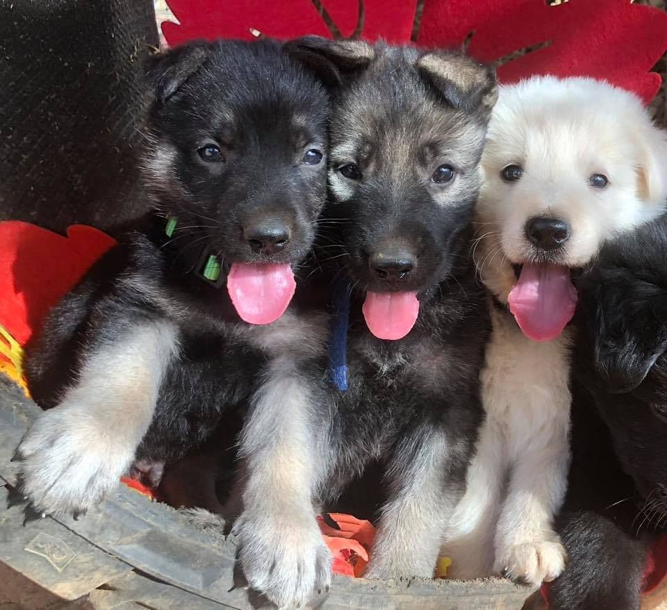 AKC WHITE German Shepherd Pups- Family & Farm raised- Health Tested breeder image 46