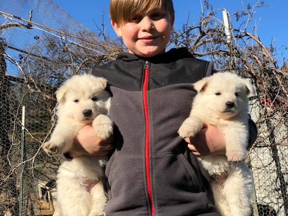 AKC WHITE German Shepherd Pups- Family & Farm raised- Health Tested breeder image 51