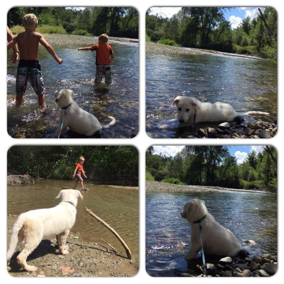 AKC WHITE German Shepherd Pups- Family & Farm raised- Health Tested breeder image 53