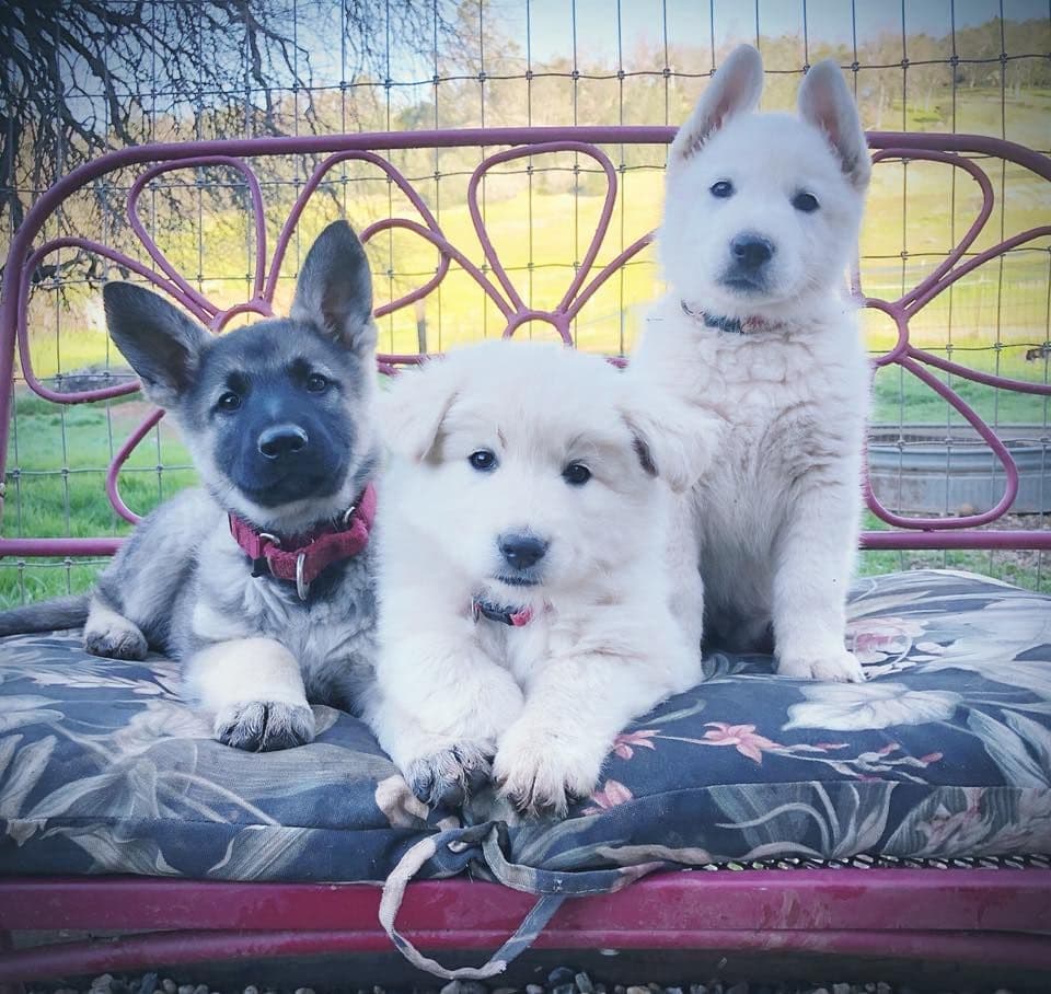 AKC WHITE German Shepherd Pups- Family & Farm raised- Health Tested breeder image 54