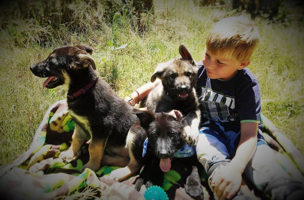 AKC WHITE German Shepherd Pups- Family & Farm raised- Health Tested breeder image 56
