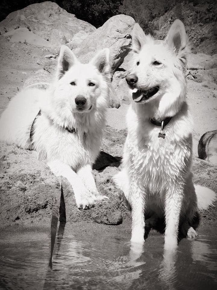 AKC WHITE German Shepherd Pups- Family & Farm raised- Health Tested breeder image 52