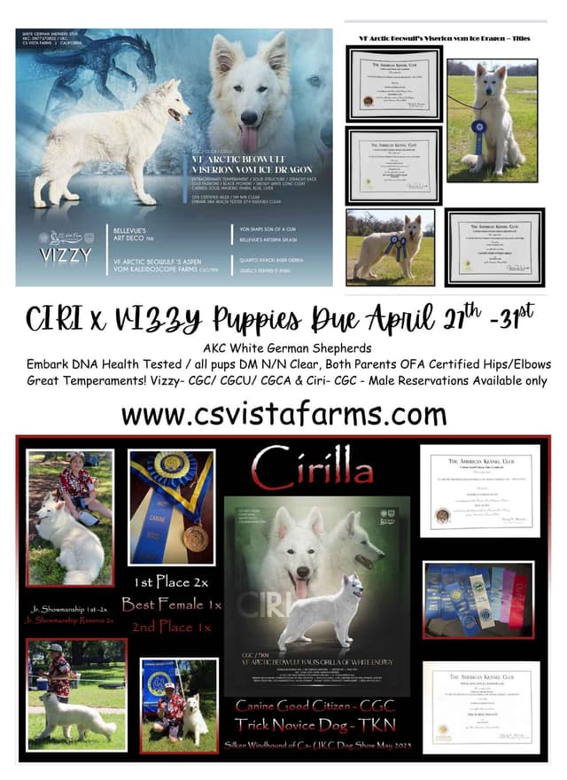 AKC WHITE German Shepherd Pups- Family & Farm raised- Health Tested media 2
