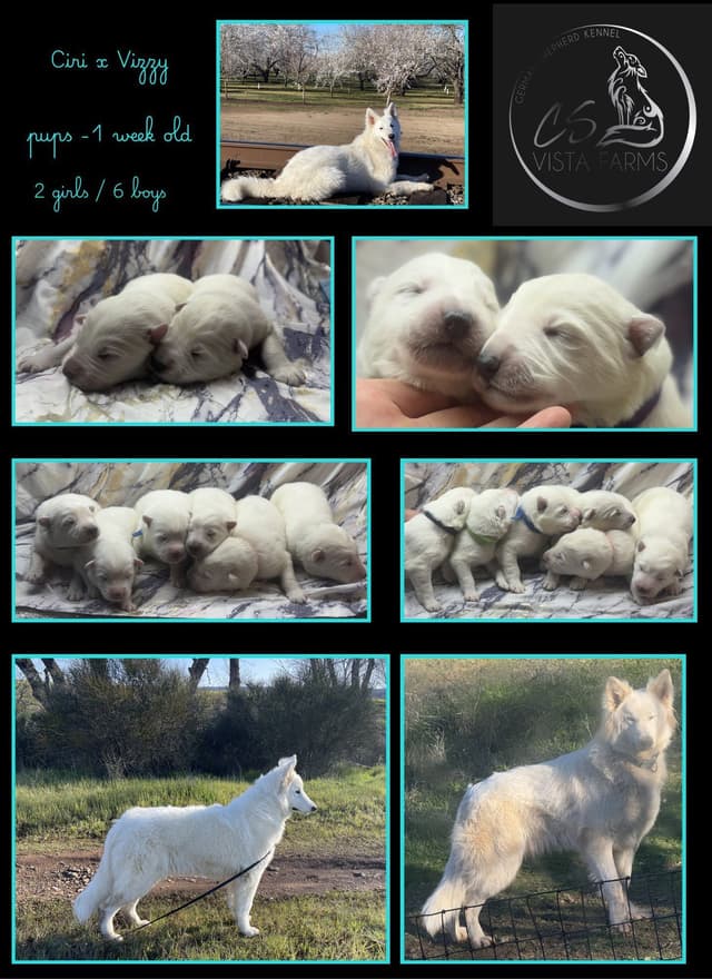 AKC WHITE German Shepherd Pups- Family & Farm raised- Health Tested media 3