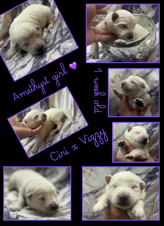 AKC WHITE German Shepherd Pups- Family & Farm raised- Health Tested media 4