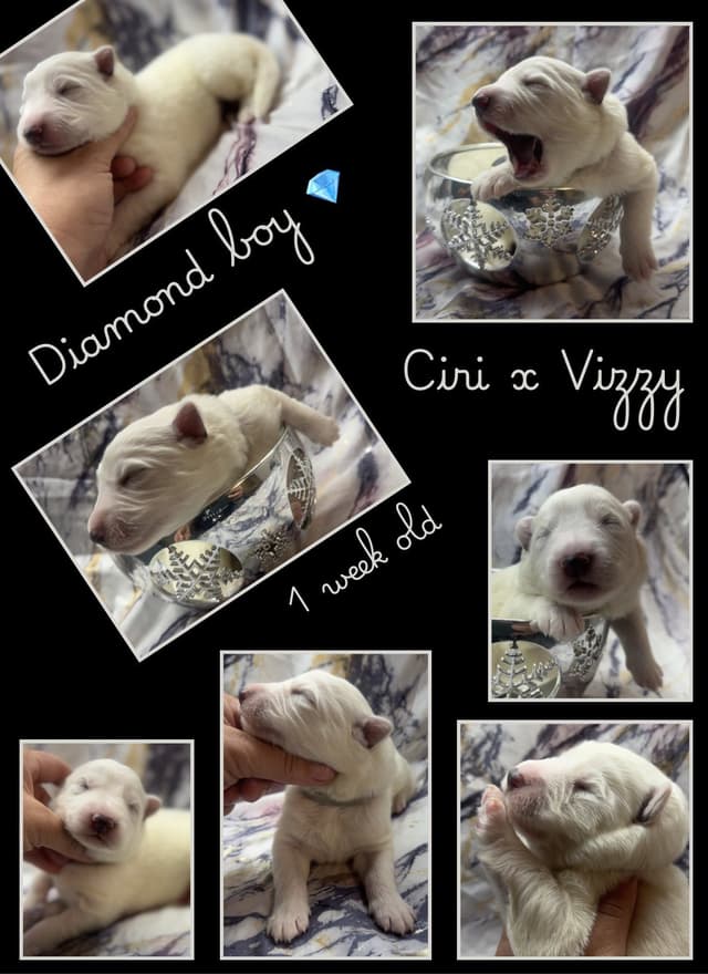 AKC WHITE German Shepherd Pups- Family & Farm raised- Health Tested media 5