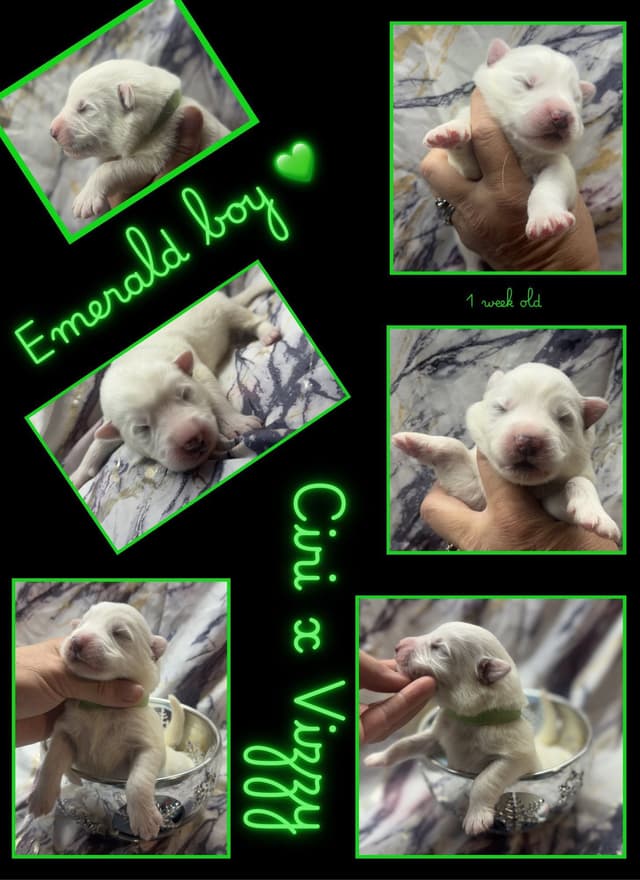 AKC WHITE German Shepherd Pups- Family & Farm raised- Health Tested media 6