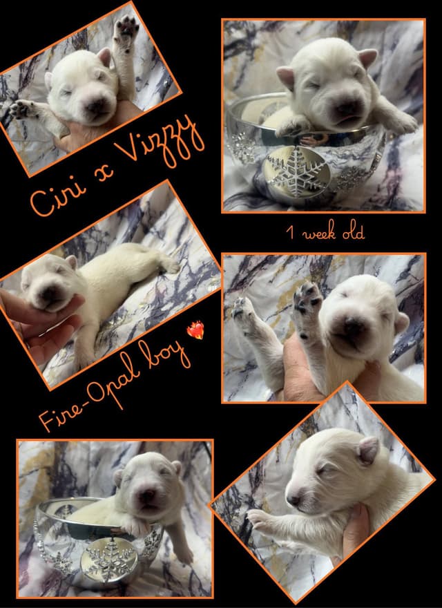 AKC WHITE German Shepherd Pups- Family & Farm raised- Health Tested media 7