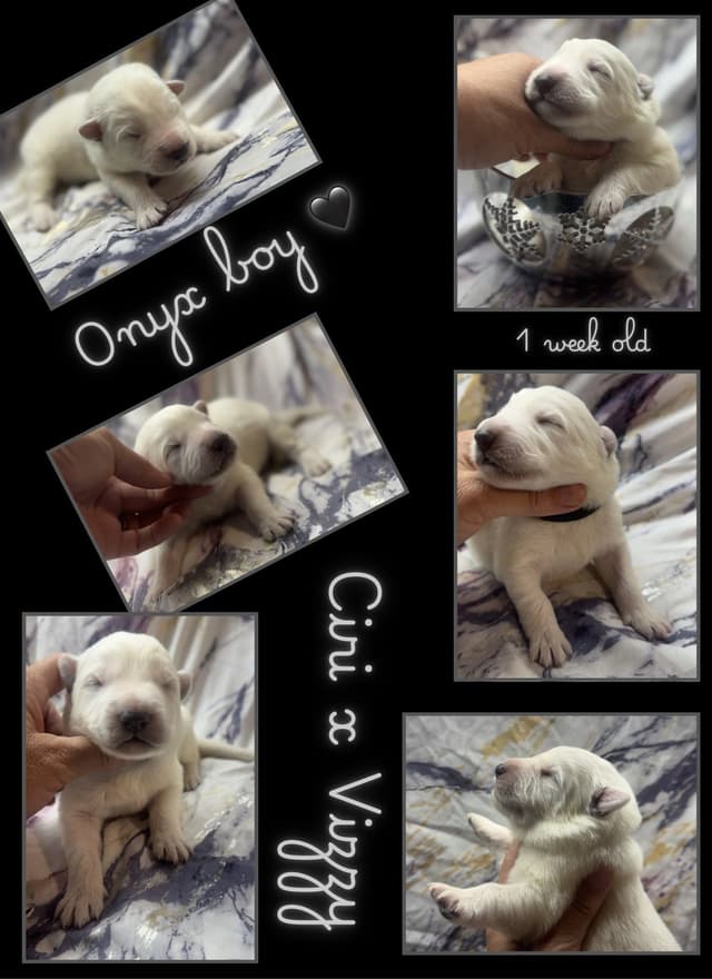 AKC WHITE German Shepherd Pups- Family & Farm raised- Health Tested media 8
