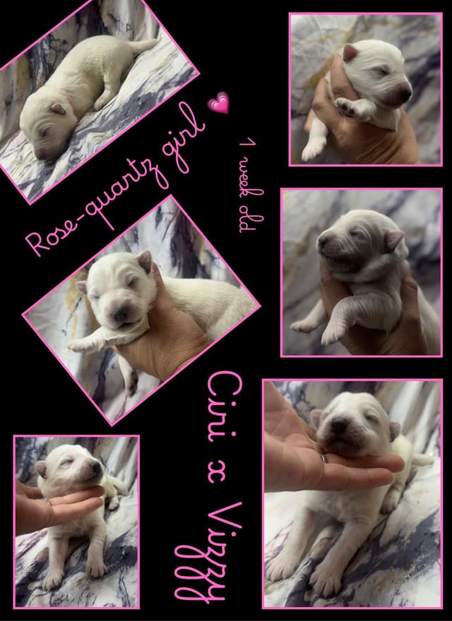 AKC WHITE German Shepherd Pups- Family & Farm raised- Health Tested media 9