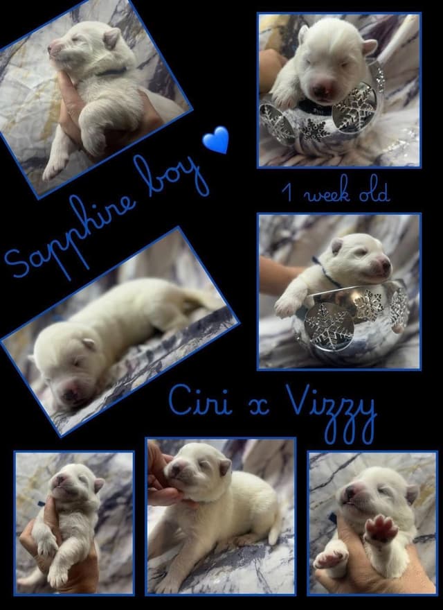 AKC WHITE German Shepherd Pups- Family & Farm raised- Health Tested media 10