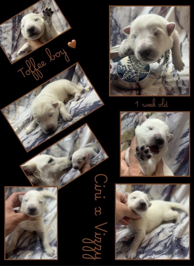 AKC WHITE German Shepherd Pups- Family & Farm raised- Health Tested media 11