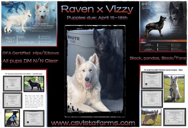 AKC German Shepherd Pups- Parents Health Tested- Farm & Family Raised media 2