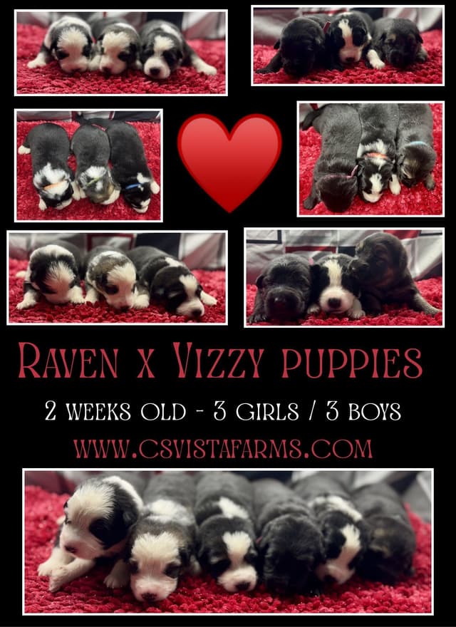 AKC German Shepherd Pups- Parents Health Tested- Farm & Family Raised media 3