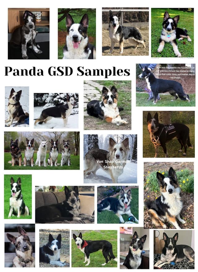 AKC German Shepherd Pups- Parents Health Tested- Farm & Family Raised media 4