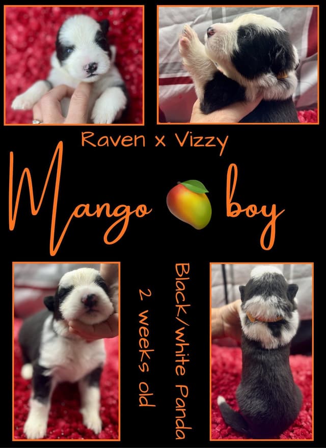 AKC German Shepherd Pups- Parents Health Tested- Farm & Family Raised media 5