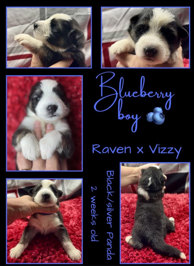 AKC German Shepherd Pups- Parents Health Tested- Farm & Family Raised media 6